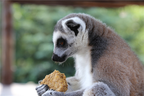 保護動物 共享未來——青島森林野生動物世界中秋國慶動物世界科普研學(xué)季