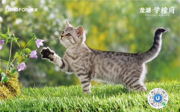 “網(wǎng)紅”學(xué)樘府，不止是即墨首座森林秘境住區(qū)