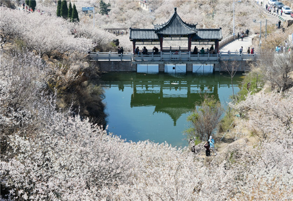 開往春天的地鐵 櫻桃花盛開，北宅大嶗櫻桃谷風景正美（組圖）